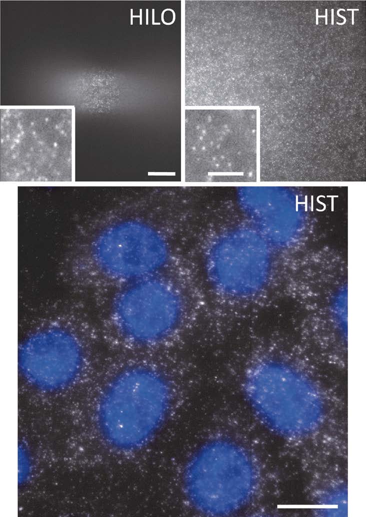 Clear And Wide Field Of View Single Molecule Fluorescence Microscopy Creol The College Of 9996